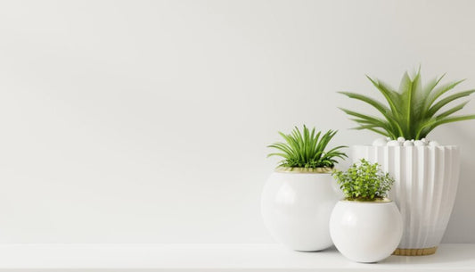 Hassle-Free Houseplants for Busy Professionals