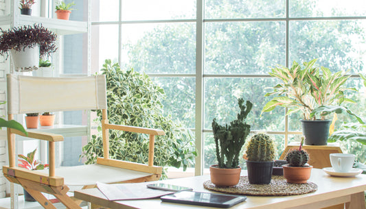 Office Oasis: A Guide to Low-Maintenance Air-Purifying Plants