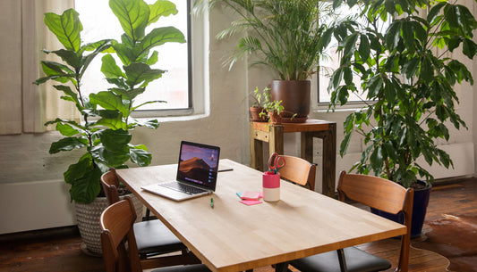 The Power of Green: How Office Plants Improve Productivity