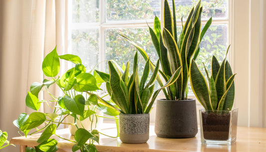 The Top 5 Apartment-Friendly Plants for Small Spaces