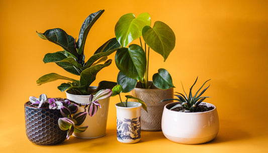 Creating a Visually Captivating Living Space: Tips for Using Elegant Indoor Plants