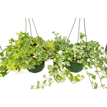 2 English Ivy Variety Pack - FREE Care Guide - 6" Hanging Pot