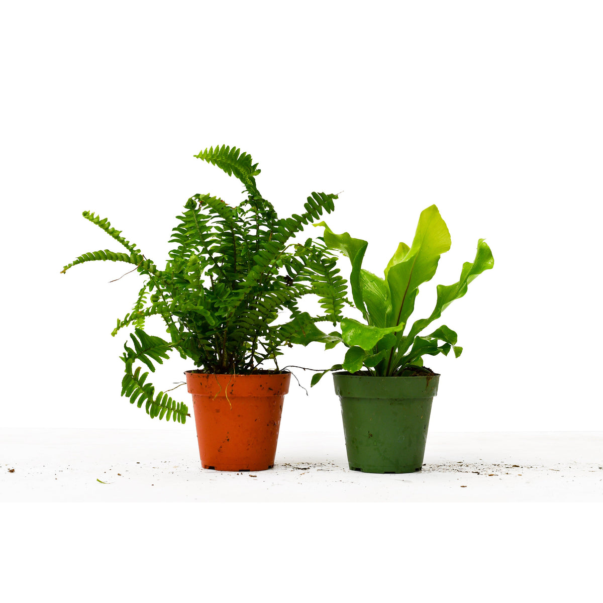 2 Fern Variety Pack - Live Plants - FREE Care Guide - 4" Pot - House Plant