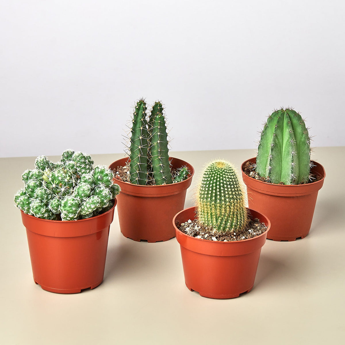4 Cacti Variety Bundle - 4.0" Pots