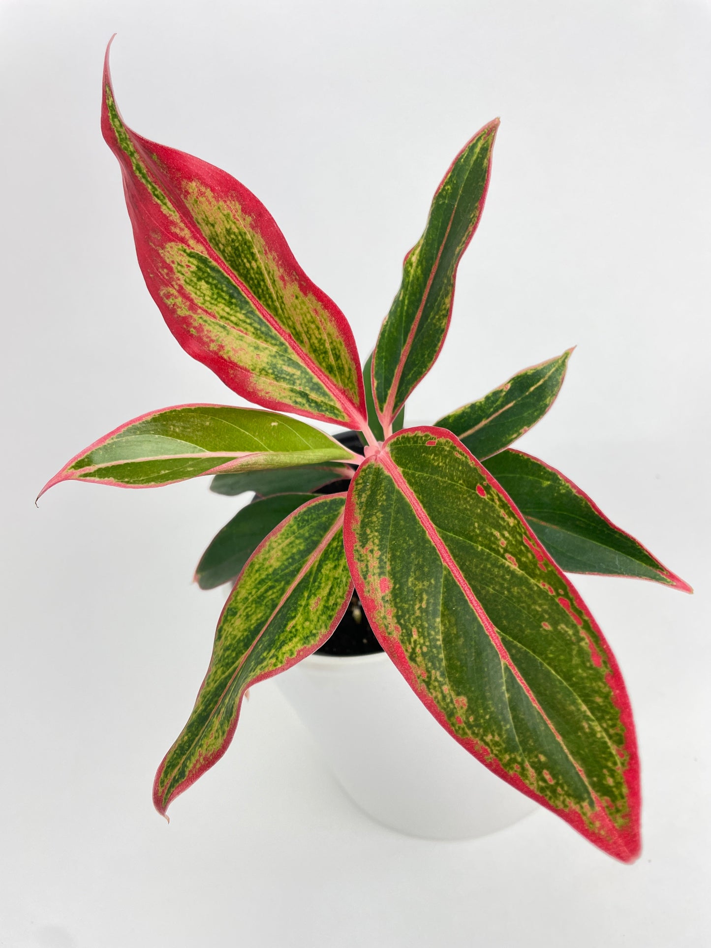 Aglaonema Red Siam Aura by Bumble Plants