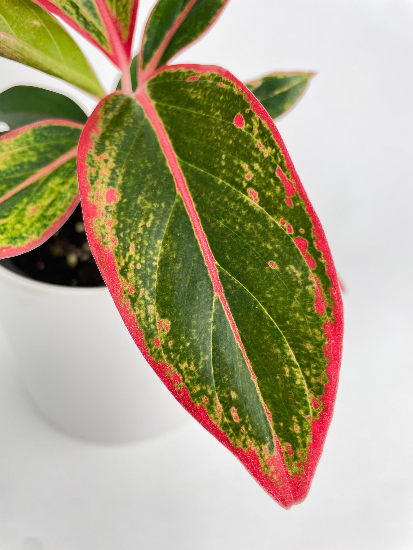 Aglaonema Red Siam Aura by Bumble Plants
