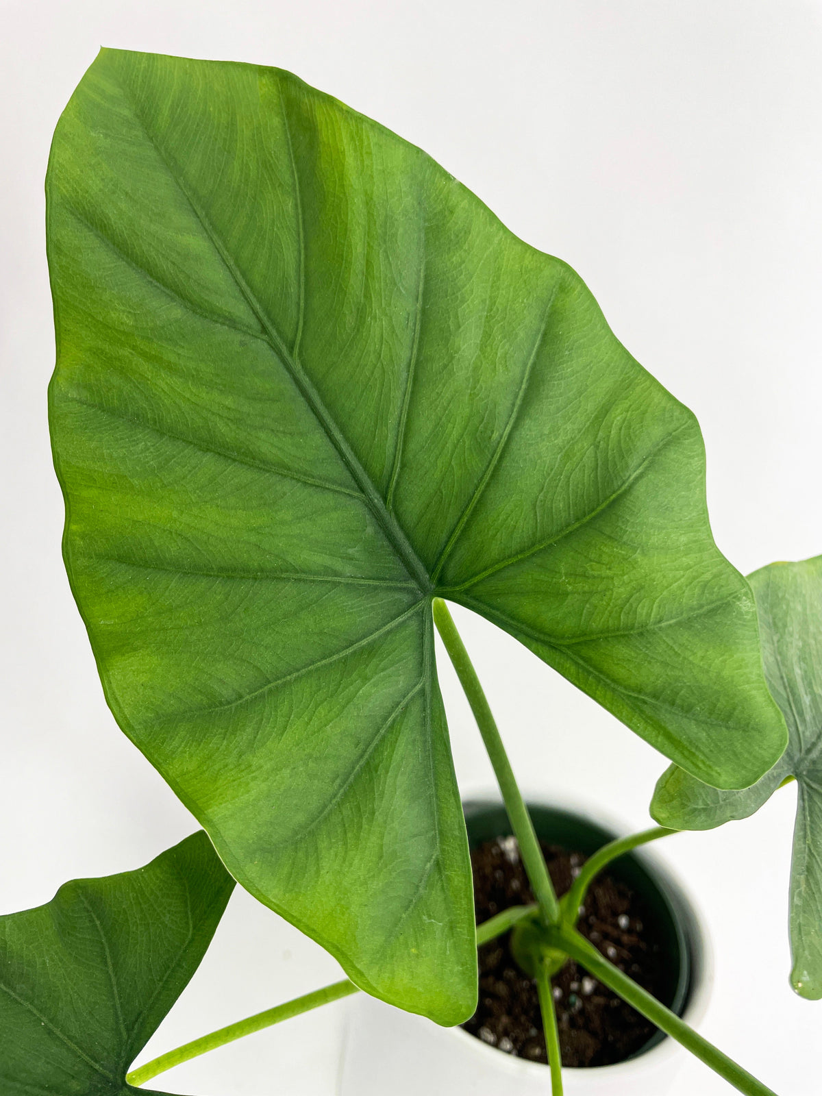 Alocasia Puber 'Green Goddess' by Bumble Plants