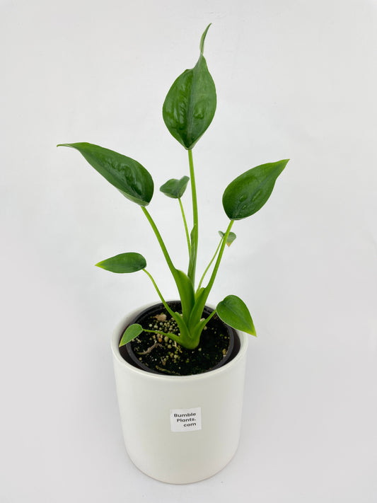 Alocasia Tiny Dancers Hybrid by Bumble Plants
