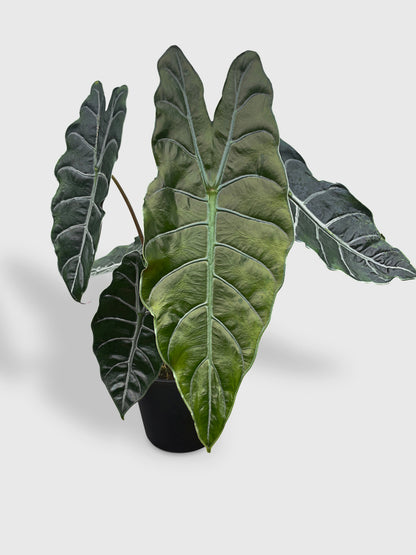 Alocasia X Chantrieri Hybrid by Bumble Plants