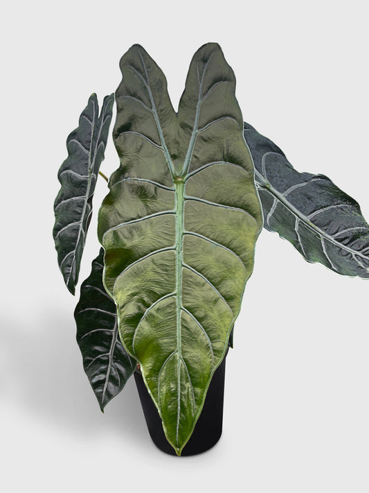 Alocasia X Chantrieri Hybrid by Bumble Plants
