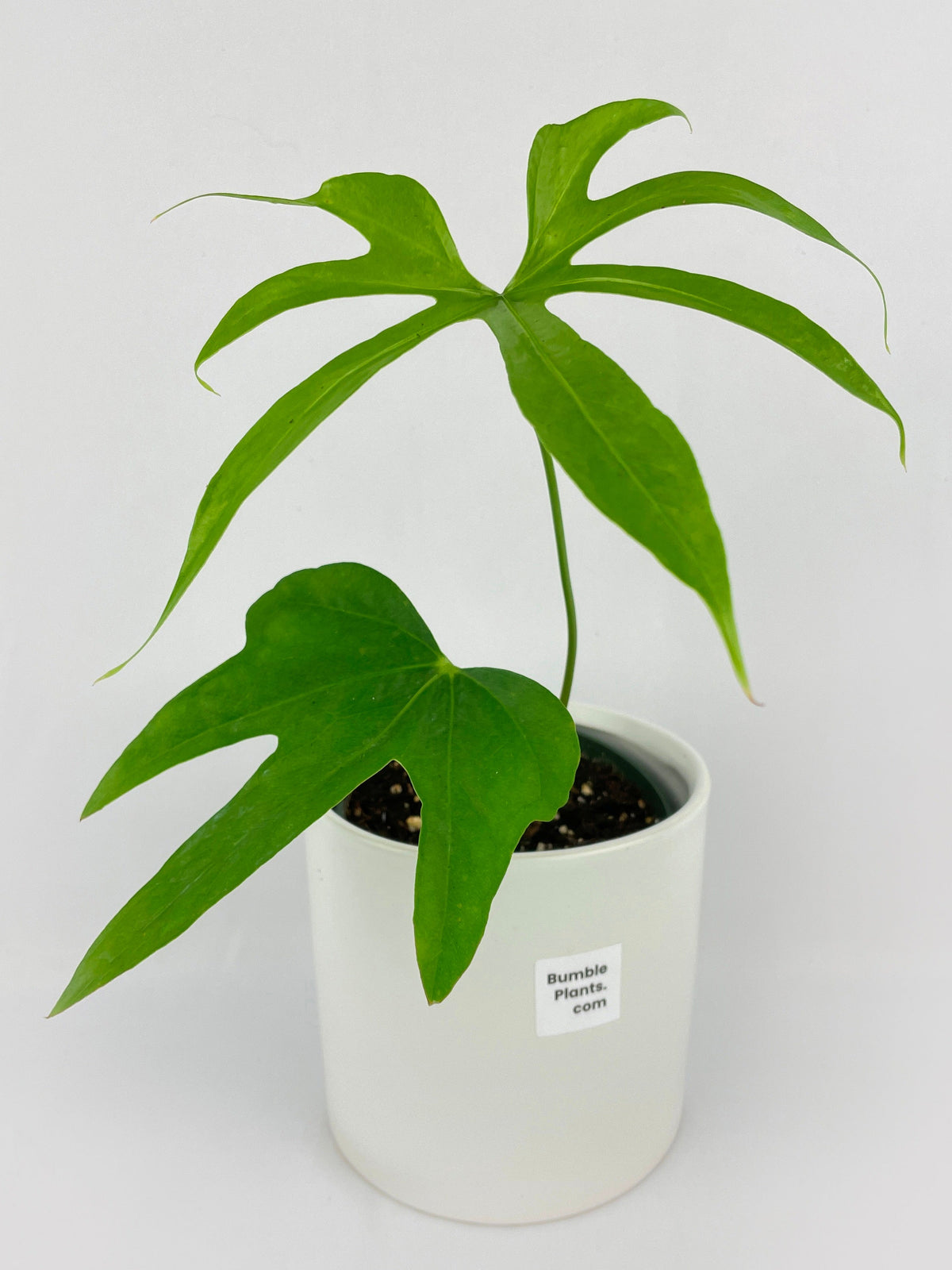 Anthurium Pedatoradiatum by Bumble Plants
