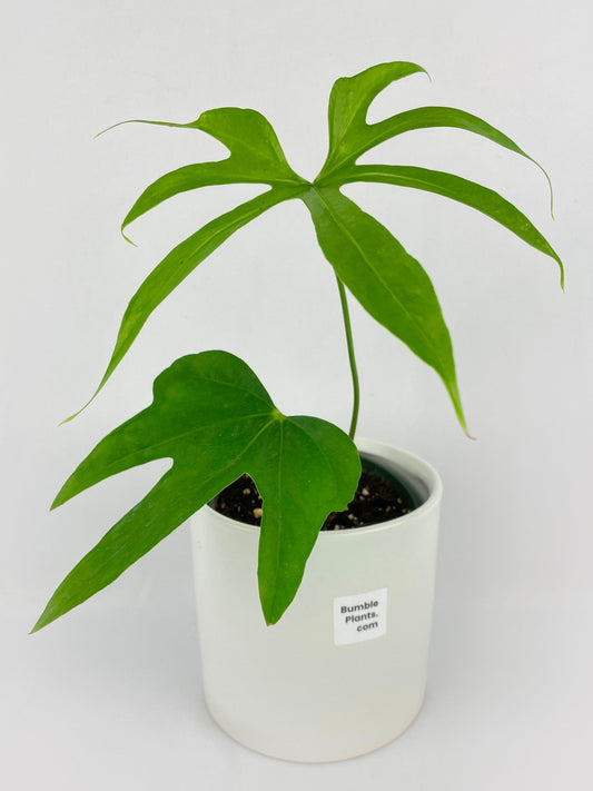 Anthurium Pedatoradiatum by Bumble Plants