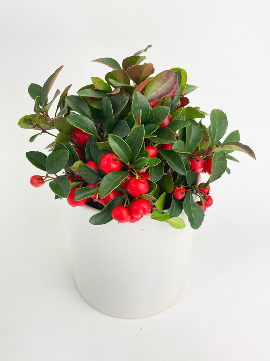 Ardisia Crenata Christmas Berry Plant by Bumble Plants