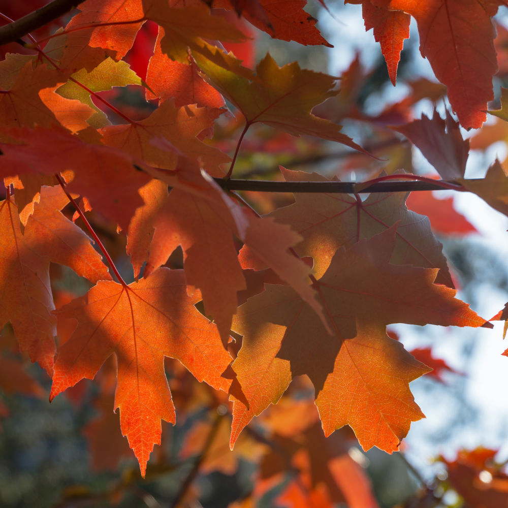 Autumn Blaze Maple | Shade Tree by Growing Home Farms