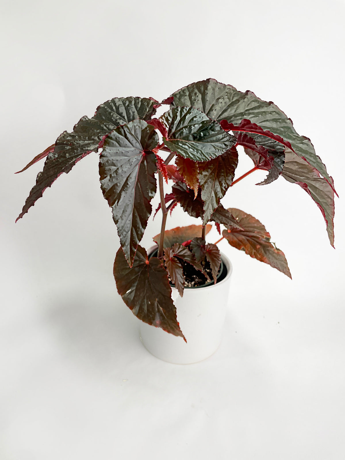 Begonia Rex Black Magic by Bumble Plants