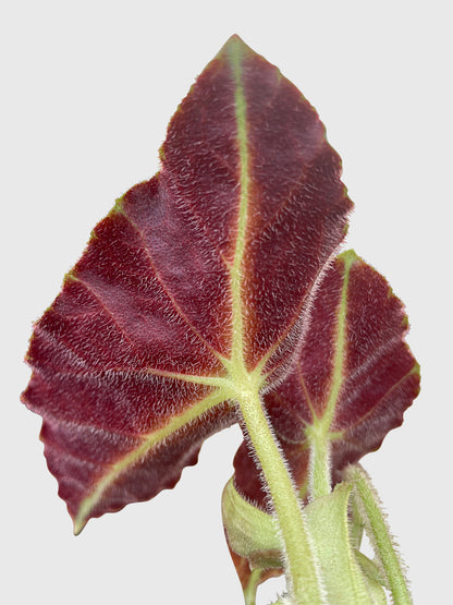 Begonia Listada by Bumble Plants