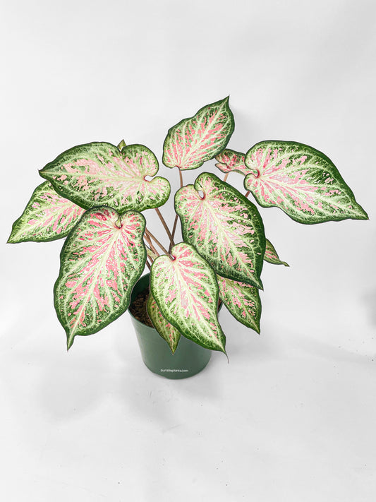Caladium Candyland Pink & Green Angel Wings by Bumble Plants