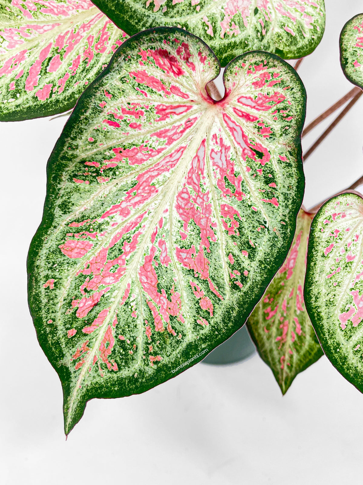 Caladium Candyland Pink & Green Angel Wings by Bumble Plants