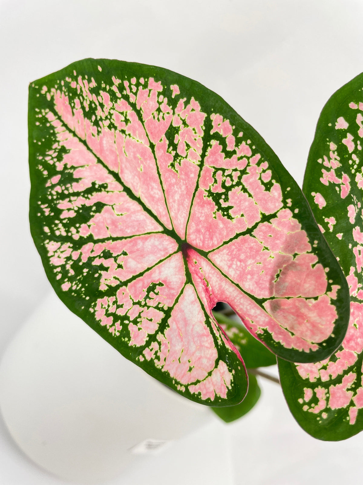 Caladium Pink Splash by Bumble Plants