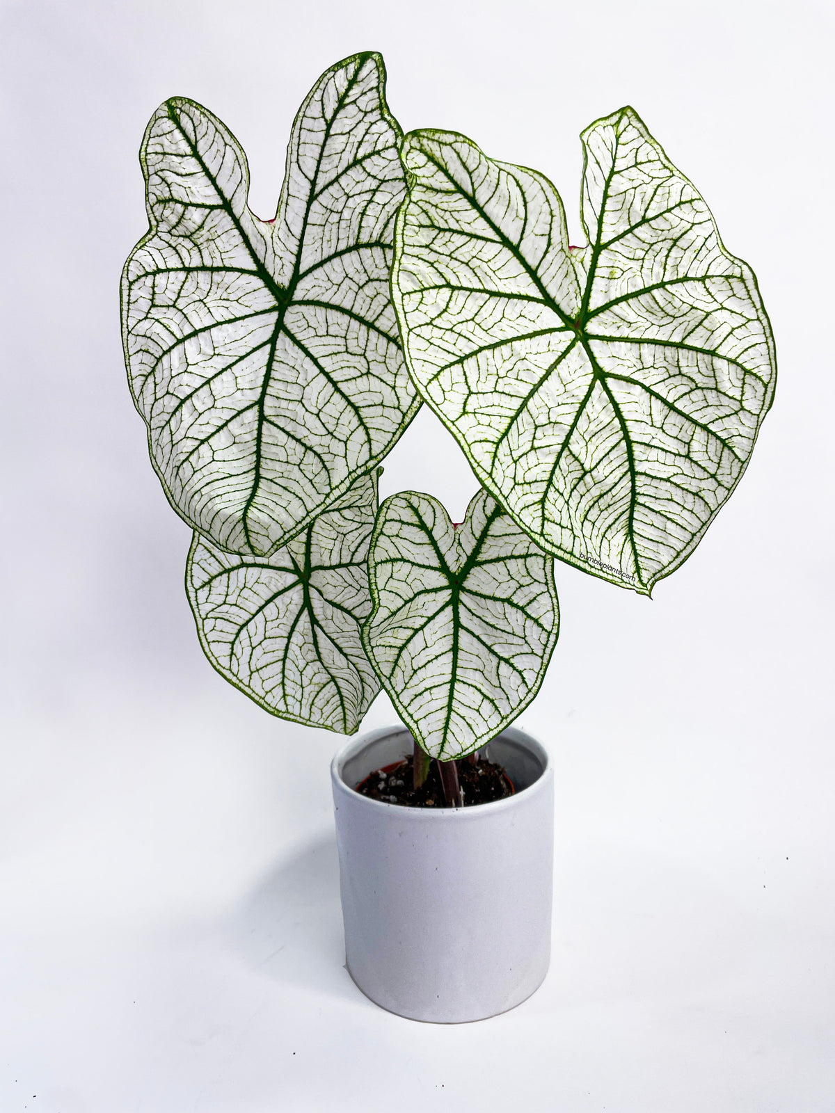 Caladium 'White Christmas' Butterfly Wings by Bumble Plants