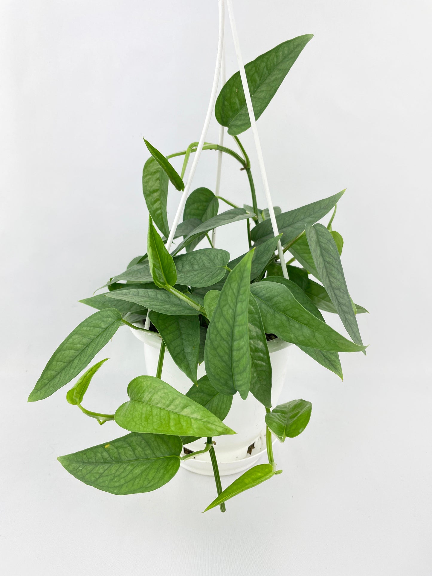 Epipremnum Pinnatum ‘Cebu Blue’ Pothos by Bumble Plants
