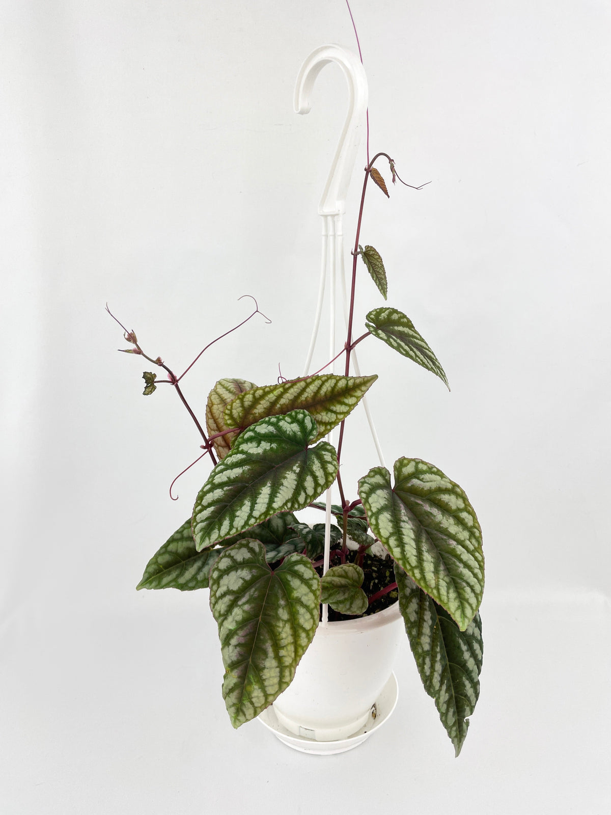 Cissus Discolor by Bumble Plants