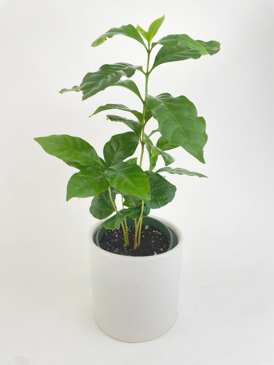 Arabica Coffee Plant "Coffea" by Bumble Plants
