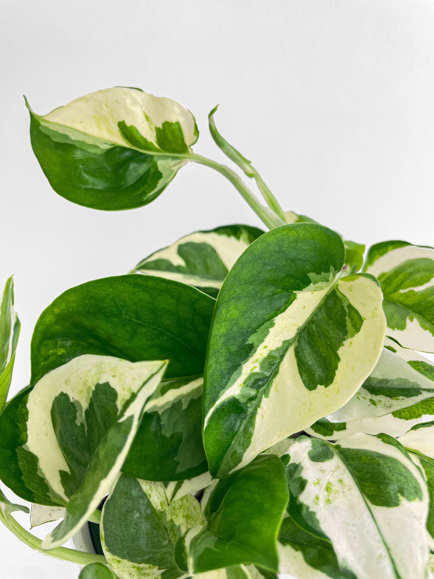 Epipremnum 'Pearls and Jade' Pothos Hybrid by Bumble Plants