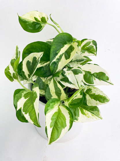Epipremnum 'Pearls and Jade' Pothos Hybrid by Bumble Plants