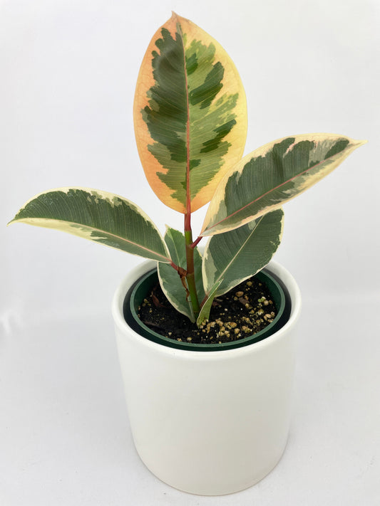 Ficus Elastica Tineke Variegated Rubber Plant by Bumble Plants