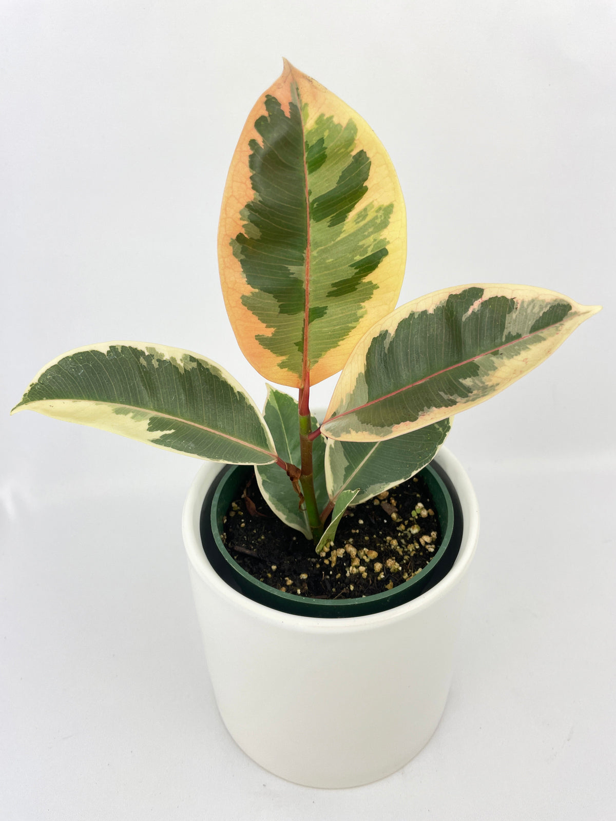 Ficus Elastica Tineke Variegated Rubber Plant by Bumble Plants