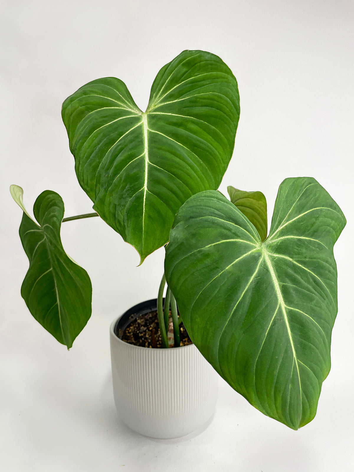 Philodendron Gloriosum by Bumble Plants