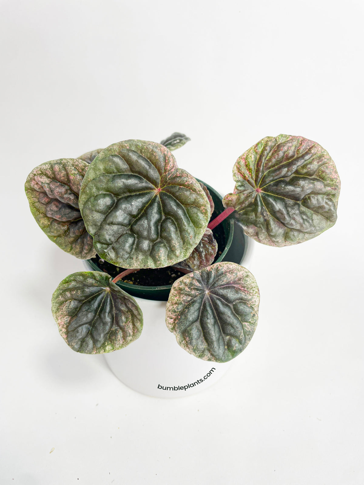 Peperomia Caperata 'Abricos' by Bumble Plants
