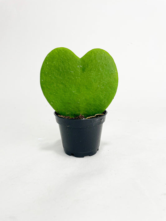 Sweetheart Hoya Kerrii Heart by Bumble Plants