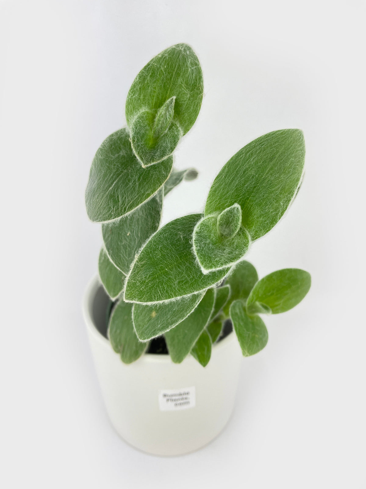 Tradescantia Sillamontana (White Velvet) by Bumble Plants