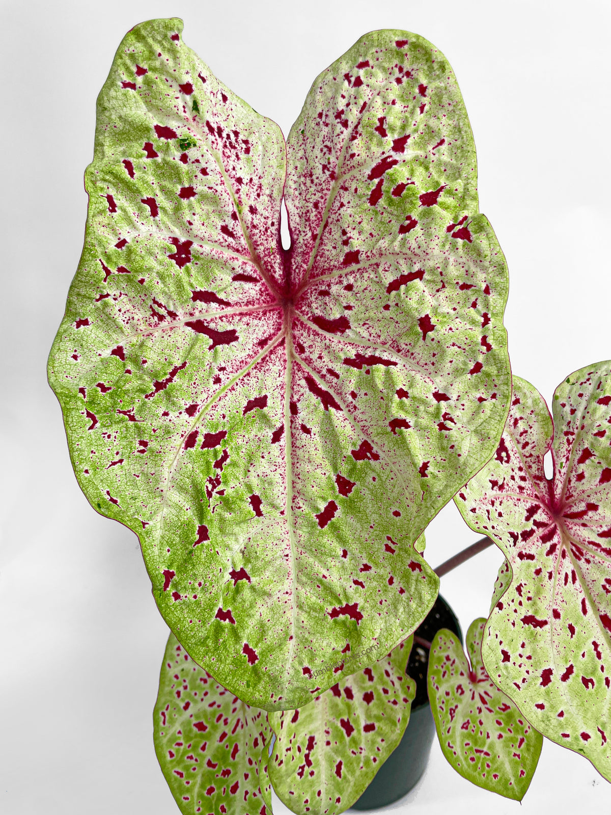 Caladium Miss Muffet by Bumble Plants