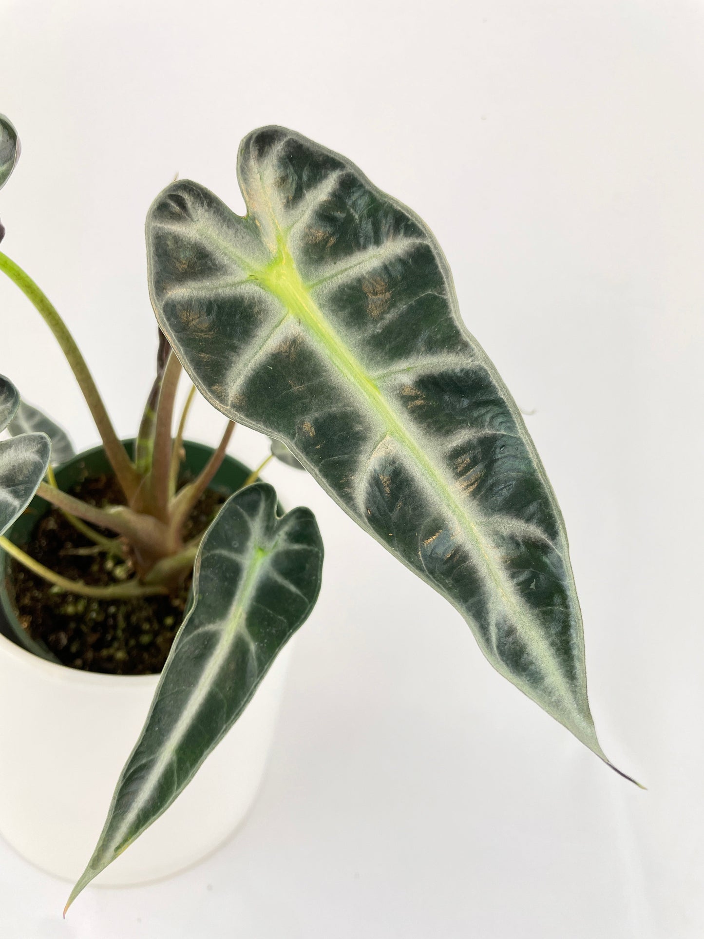 Alocasia Bambino Arrow Plant by Bumble Plants
