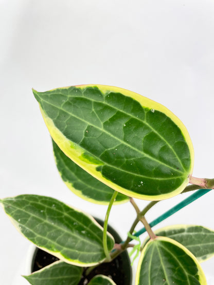 Variegated Hoya Macrophylla Albo by Bumble Plants