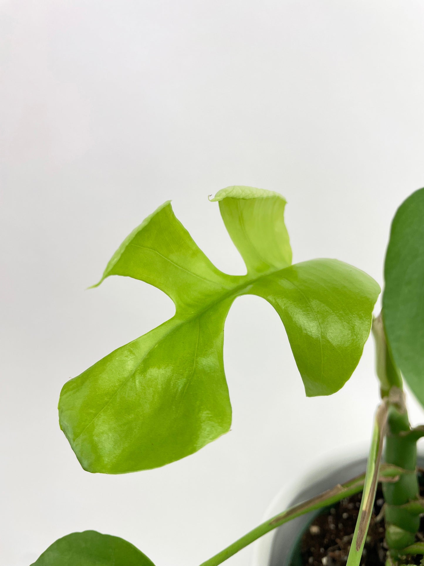 Rhaphidophora Tetrasperma Mini Monstera 'Ginny' by Bumble Plants