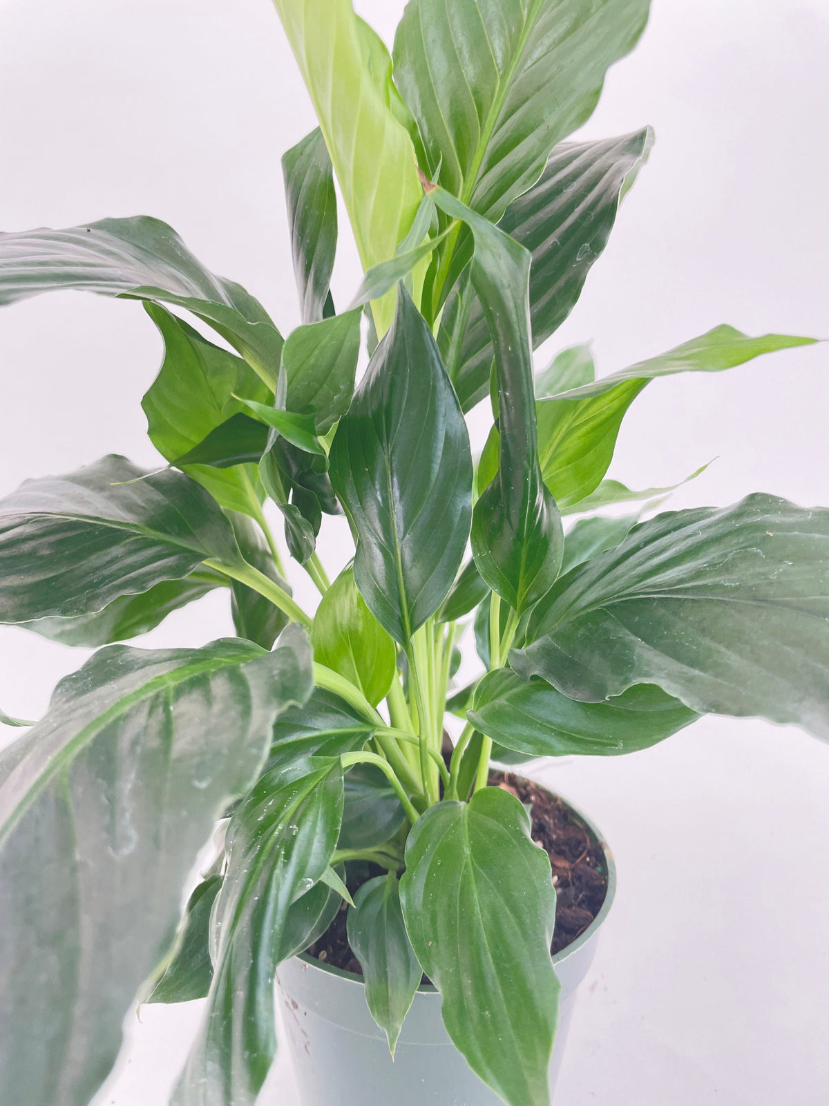 Peace Lily 'Spathiphyllum Wallisii' by Bumble Plants
