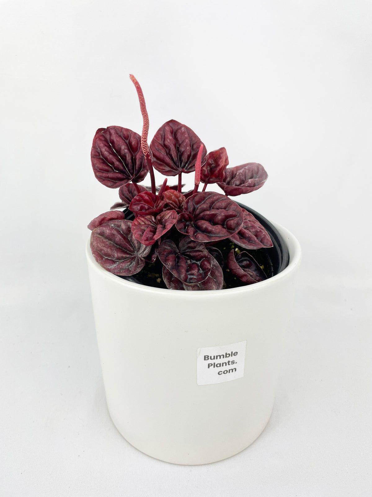 Peperomia Caperata 'Schumi Red' by Bumble Plants