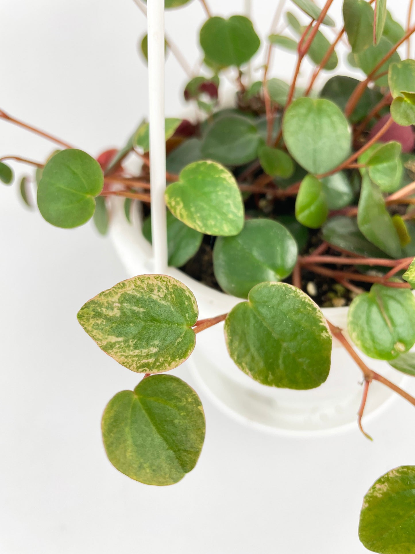 Peperomia Ruby Cascade by Bumble Plants