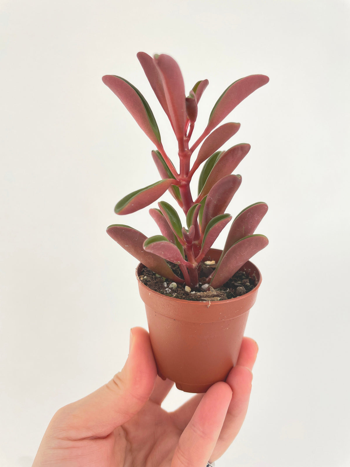 Peperomia Graveolens Ruby Glow Succulent by Bumble Plants