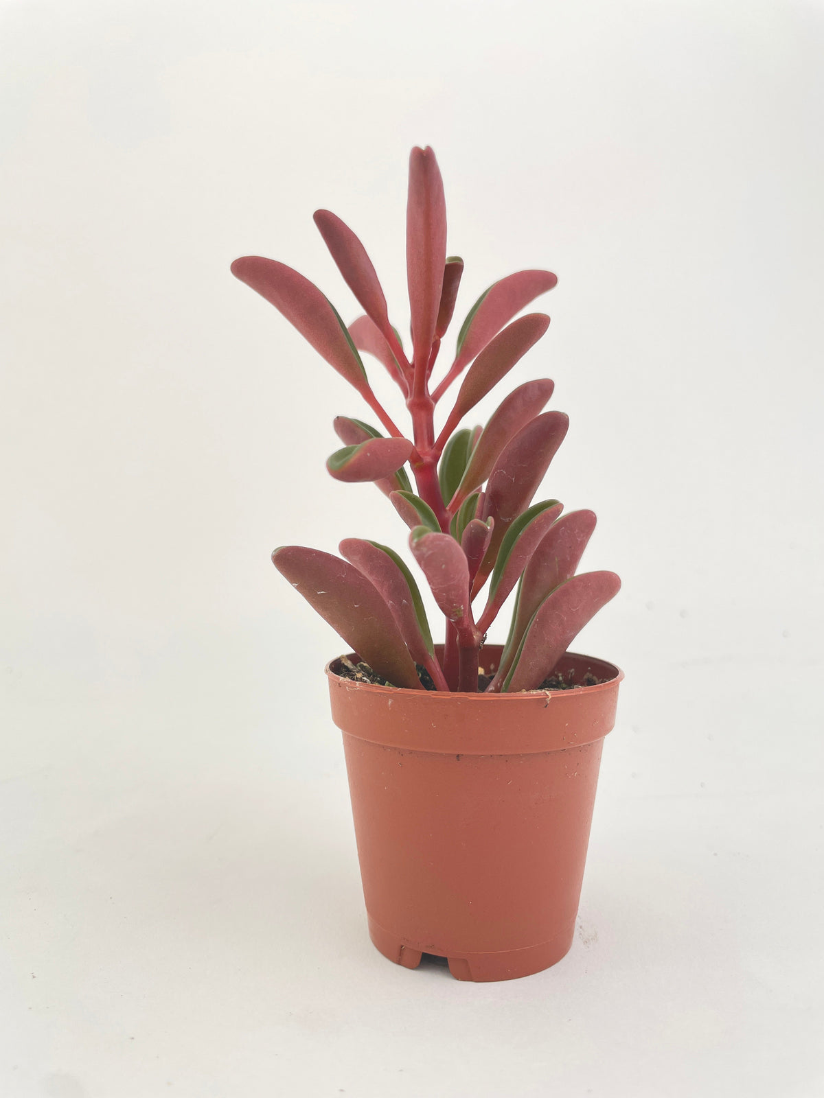 Peperomia Graveolens Ruby Glow Succulent by Bumble Plants