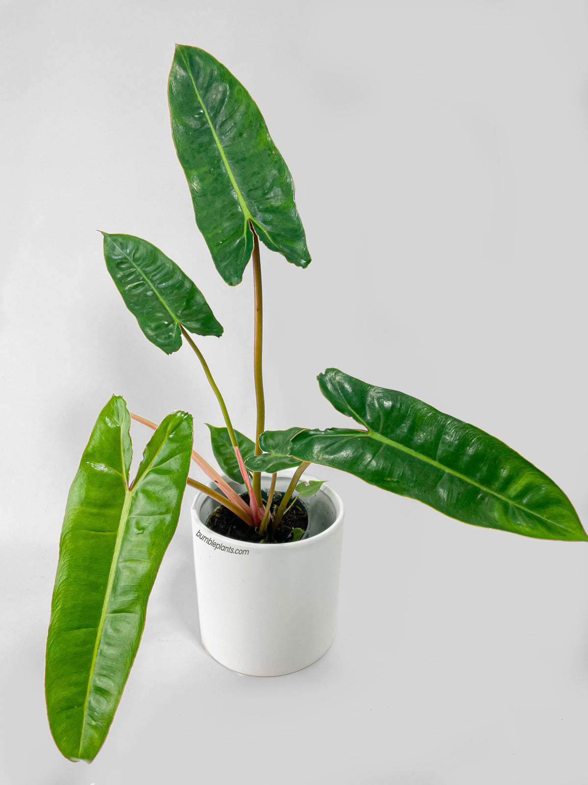 Philodendron Billietiae by Bumble Plants