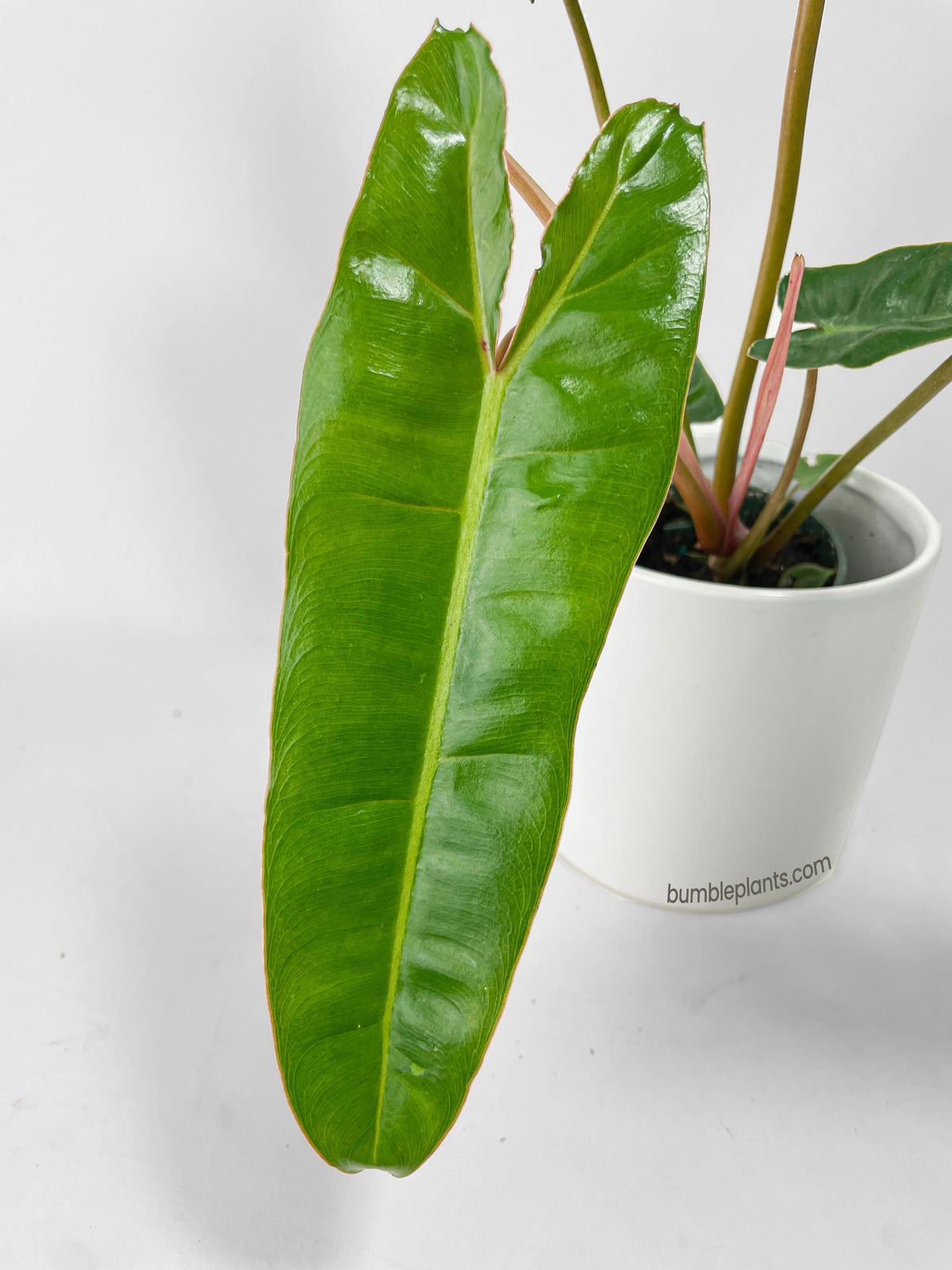 Philodendron Billietiae by Bumble Plants