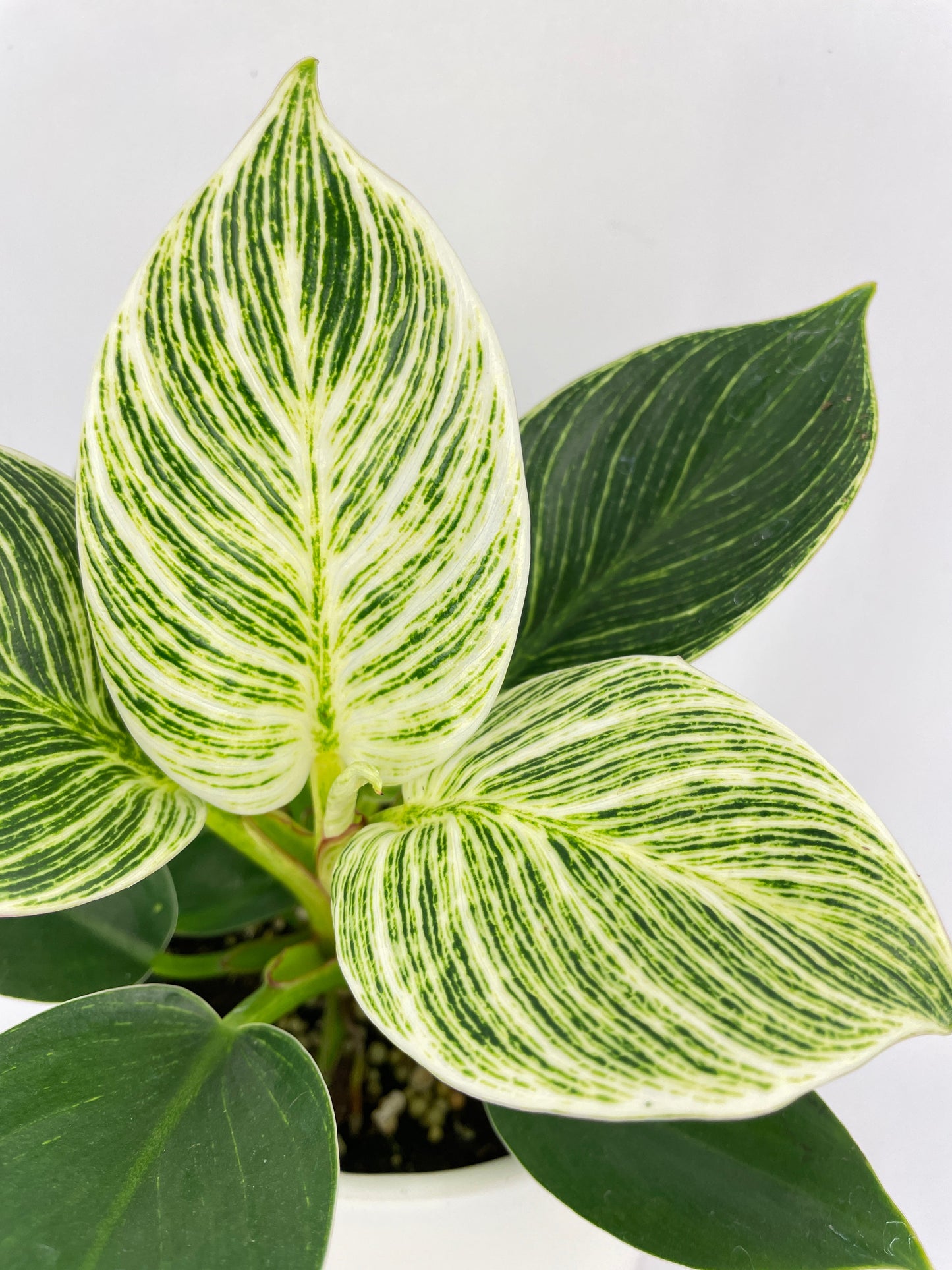 Philodendron Birkin Variegata by Bumble Plants