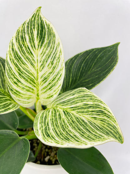 Philodendron Birkin Variegata by Bumble Plants