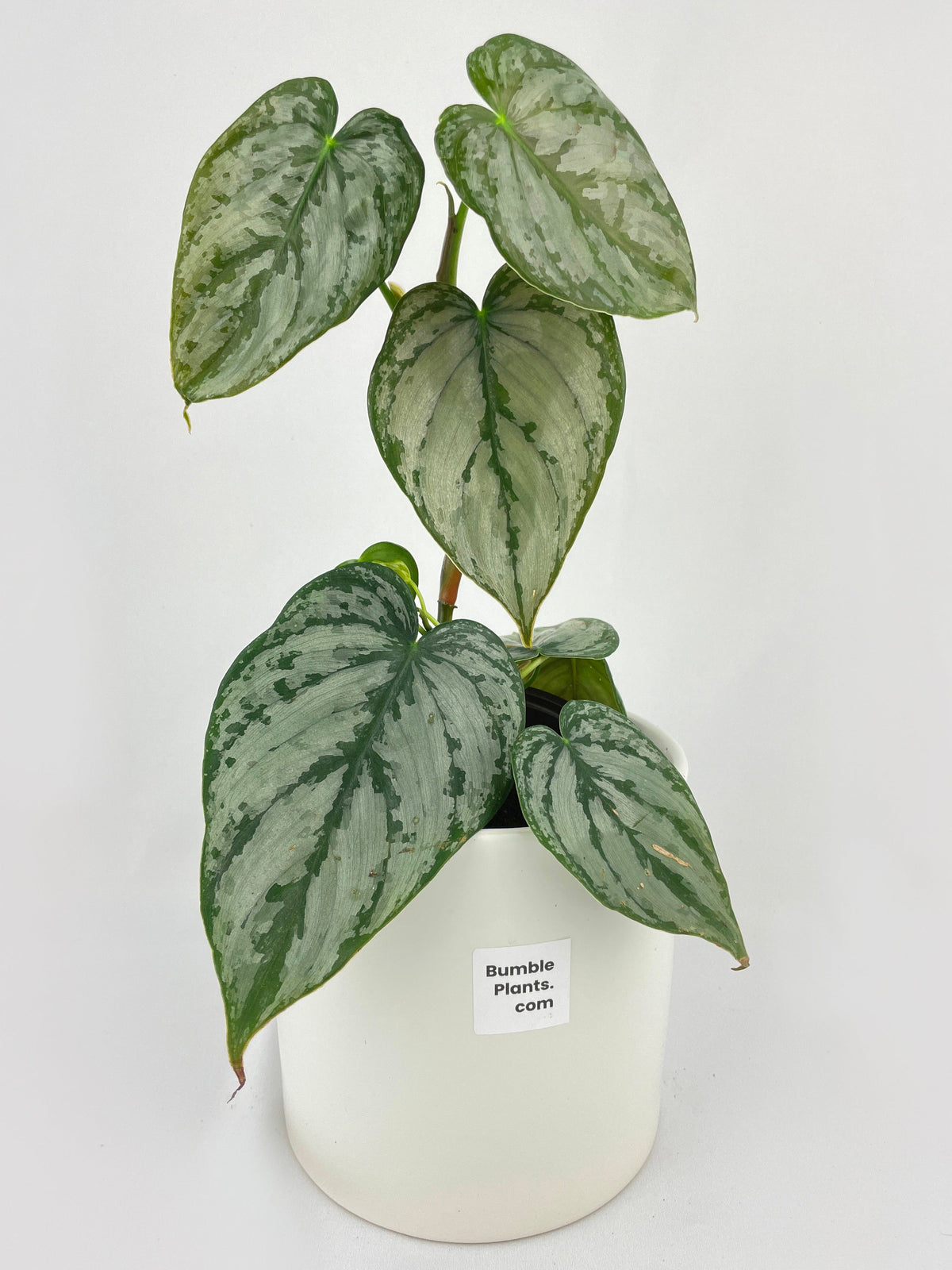 Philodendron Brandtianum Silver Leaf by Bumble Plants