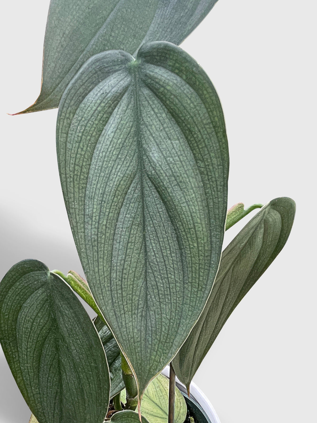 Philodendron Burle Marx Fantasy by Bumble Plants